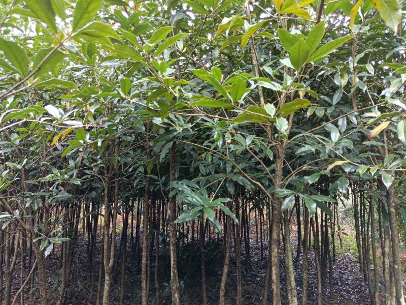 桂花树土地征用急售包挖包上车价