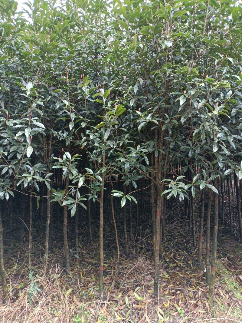 桂花树土地征用急售包挖包上车价