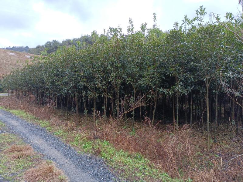 桂花树土地征用急售包挖包上车价
