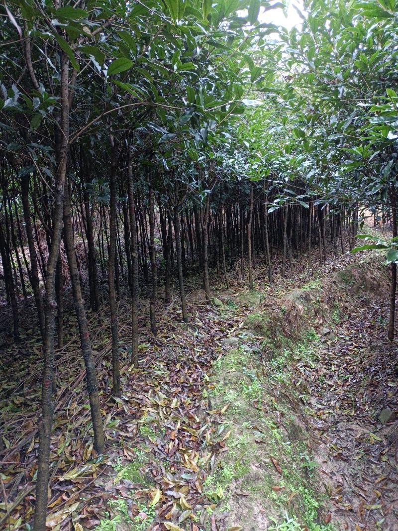 桂花树土地征用急售包挖包上车价