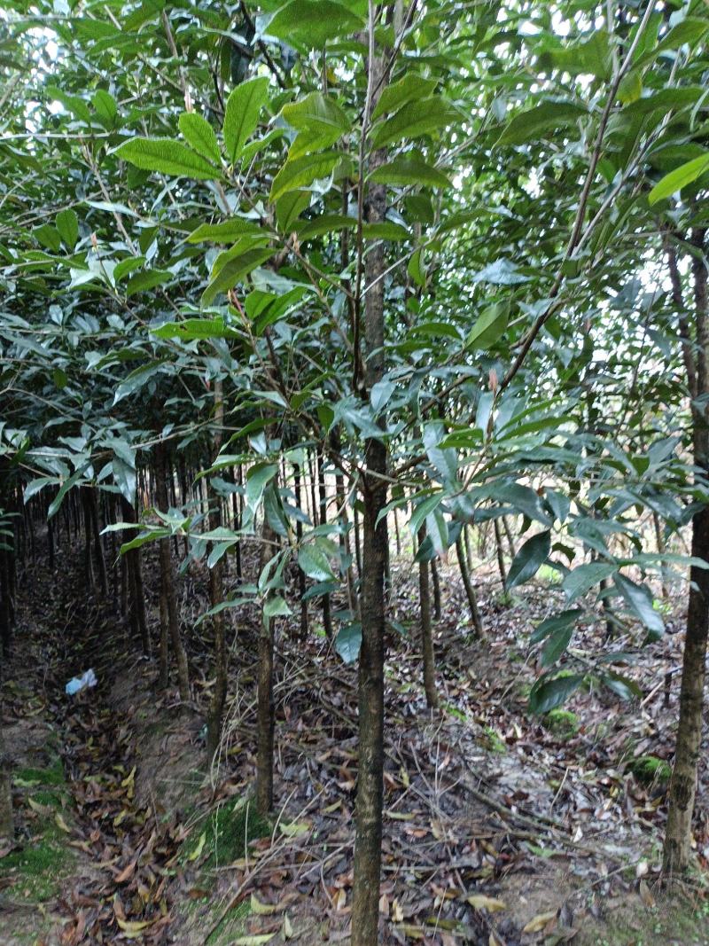 桂花树土地征用急售包挖包上车价