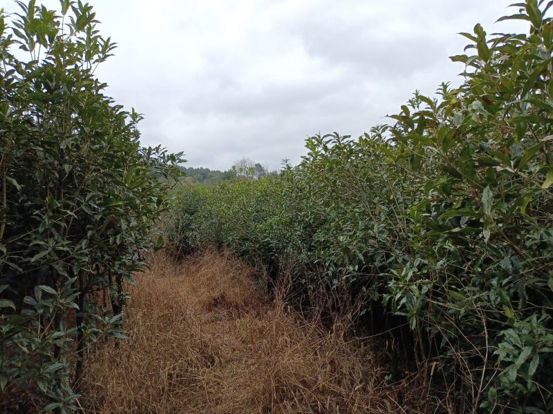 桂花树土地征用急售包挖包上车价