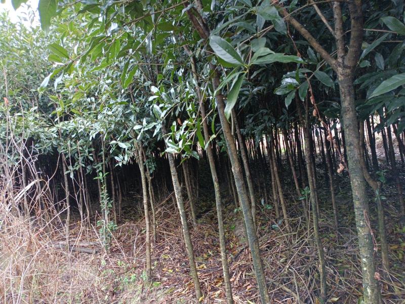 桂花树土地征用急售包挖包上车价