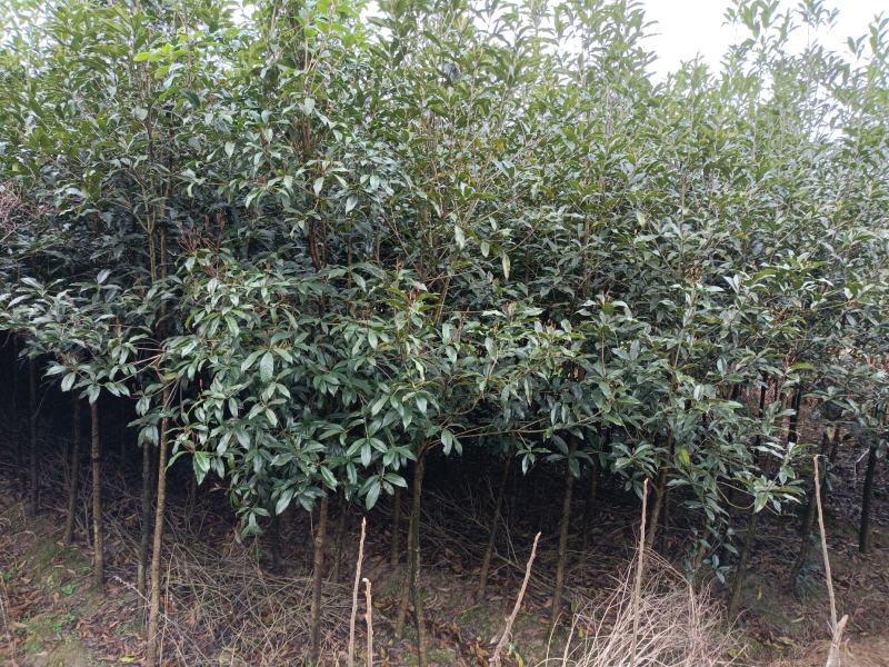 桂花树土地征用急售包挖包上车价