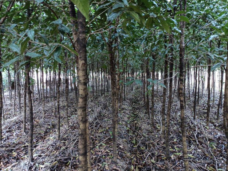 桂花树土地征用急售包挖包上车价