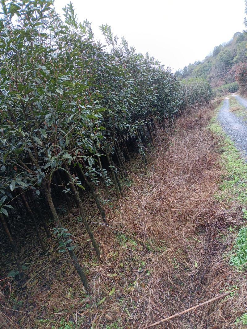 桂花树土地征用急售包挖包上车价