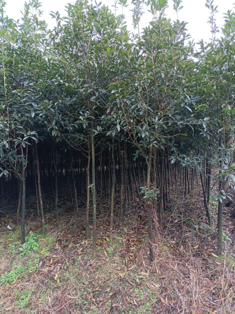 桂花树土地征用急售包挖包上车价