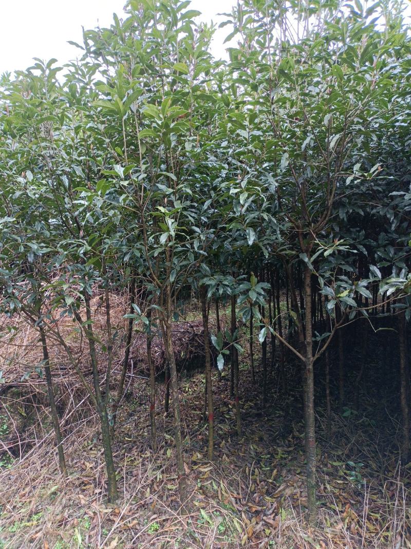 桂花树土地征用急售包挖包上车价
