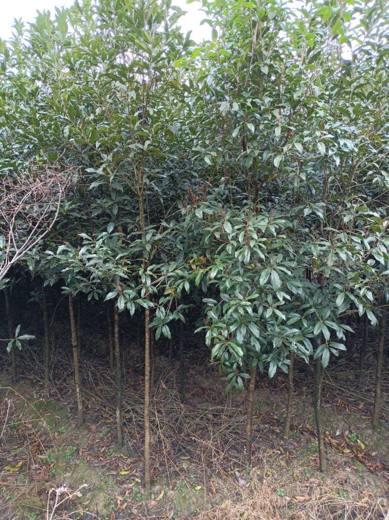 桂花树土地征用急售包挖包上车价