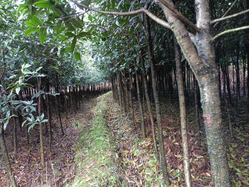 桂花树土地征用急售包挖包上车价