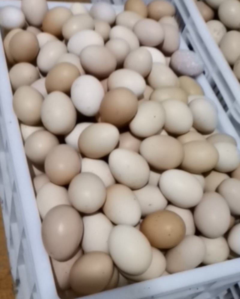 虫草蛋草鸡蛋土鸡蛋合作有需要的合作方联系长期供应