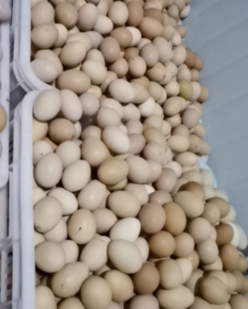 虫草蛋草鸡蛋土鸡蛋合作有需要的合作方联系长期供应