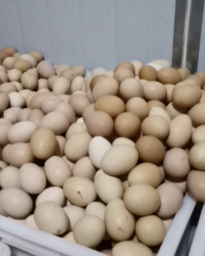 虫草蛋草鸡蛋土鸡蛋合作有需要的合作方联系长期供应