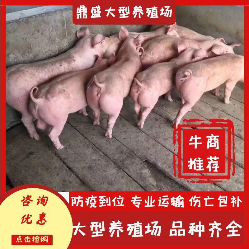大型猪场出售【外三元】仔猪长白防疫齐全包运输包成活
