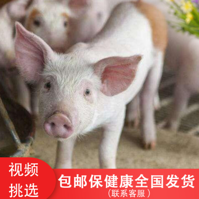 大型猪场出售【外三元】仔猪长白防疫齐全包运输包成活