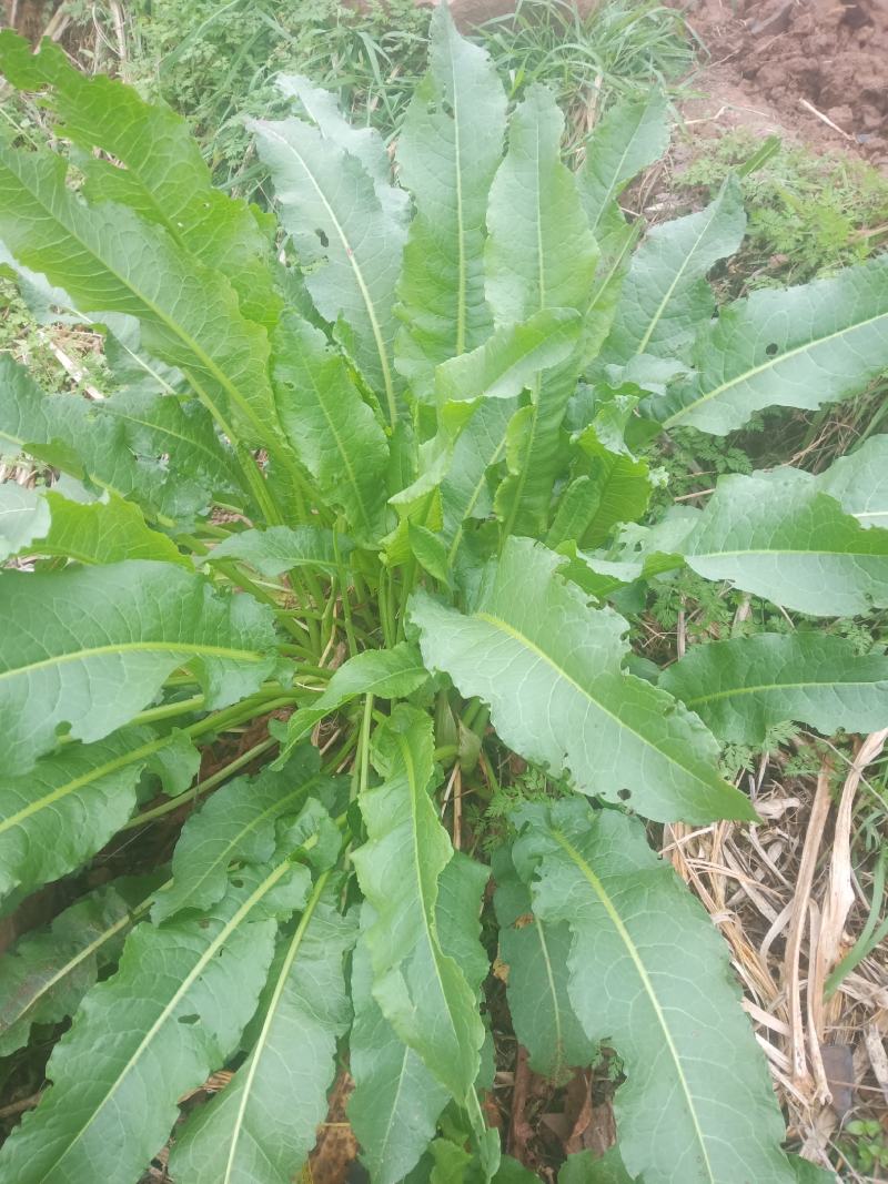 土大黄，别名:败毒菜根，猪耳朵大黄，鲜活，干货