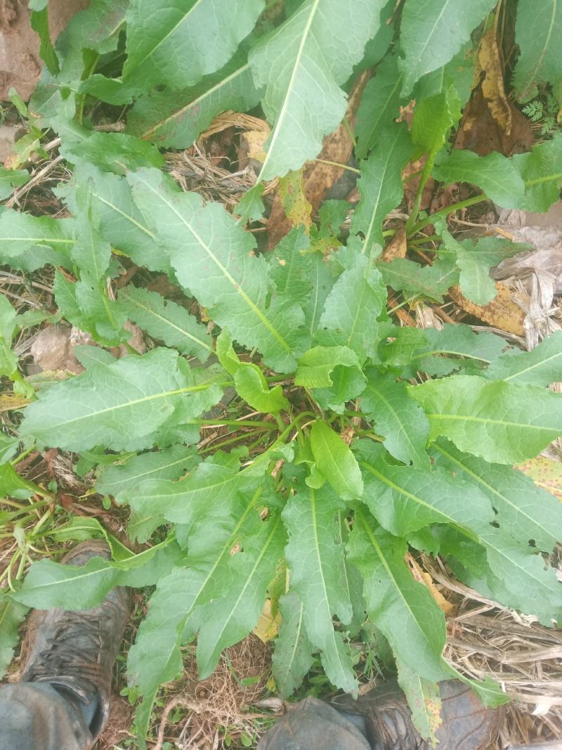 土大黄，别名:败毒菜根，猪耳朵大黄，鲜活，干货