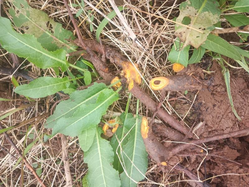 土大黄，别名:败毒菜根，猪耳朵大黄，鲜活，干货