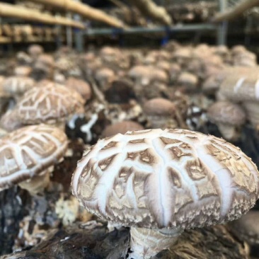 来自香菇之乡河南西峡的优质高产的优质椴木袋料香菇菌种
