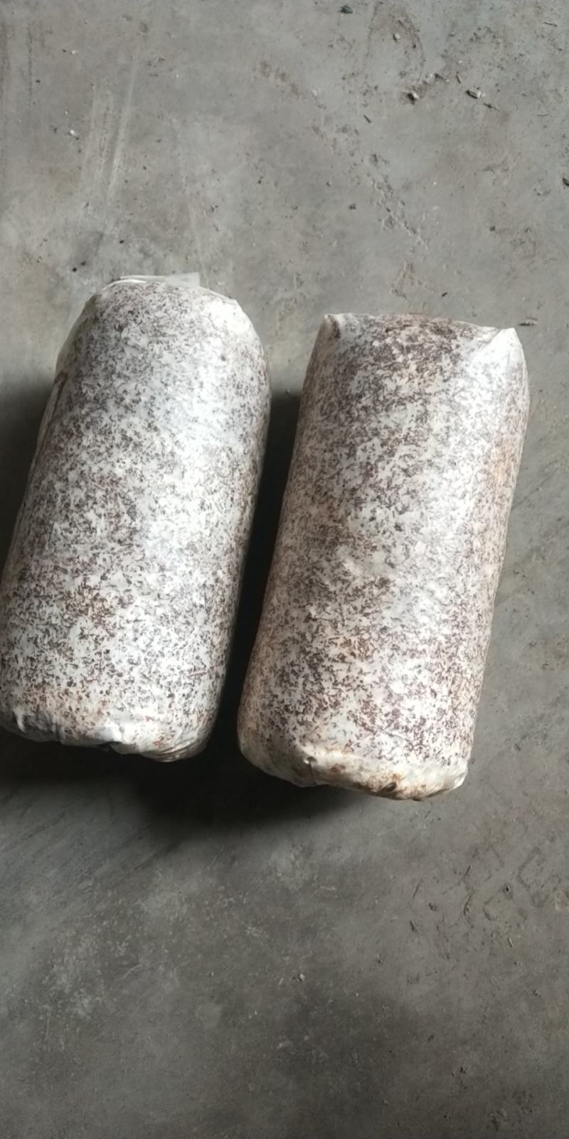 来自香菇之乡河南西峡的优质高产的优质椴木袋料香菇菌种