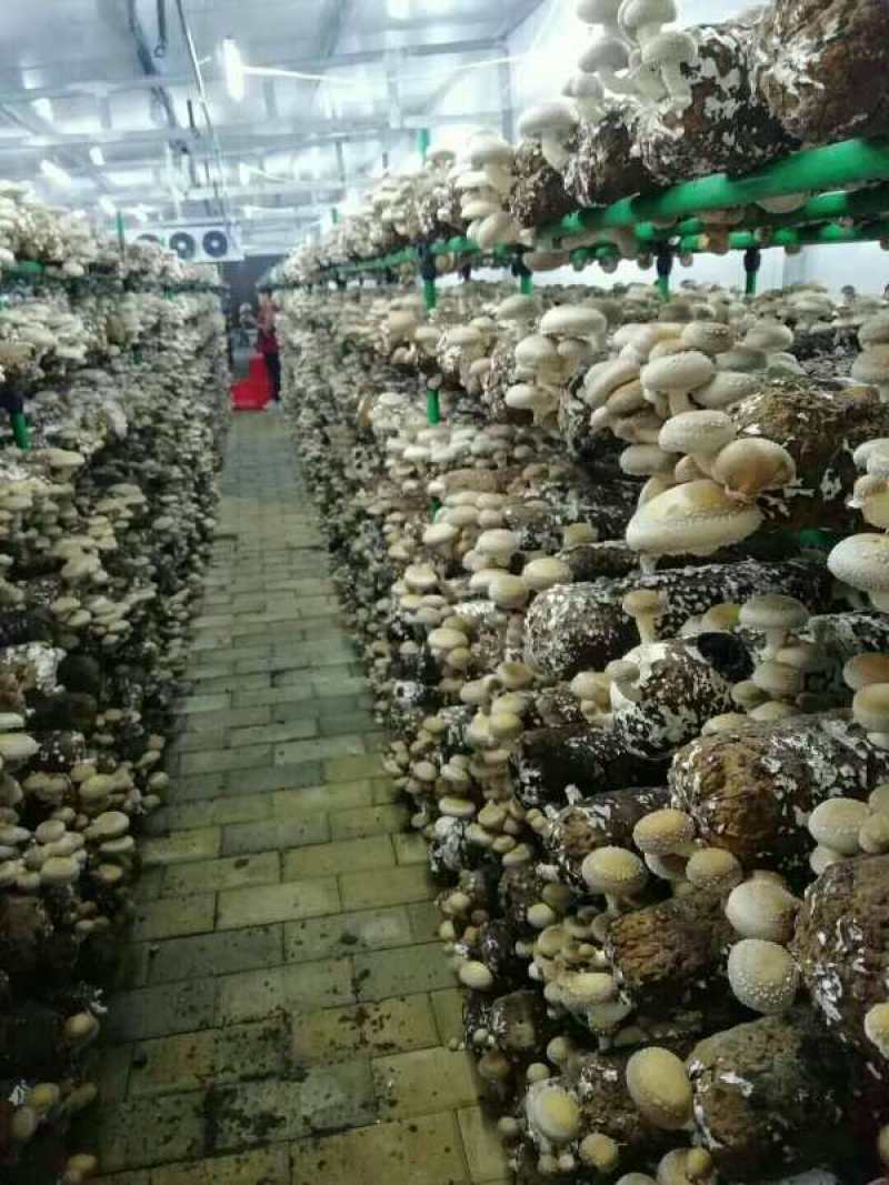 来自香菇之乡河南西峡的优质高产的优质椴木袋料香菇菌种