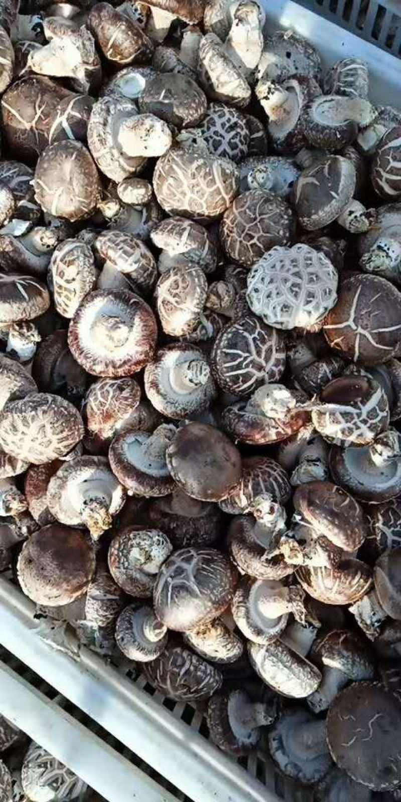 来自香菇之乡河南西峡的优质高产的优质椴木袋料香菇菌种