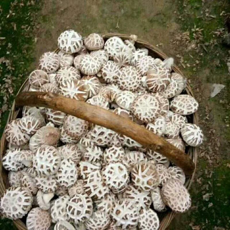 来自香菇之乡河南西峡的优质高产的优质椴木袋料香菇菌种