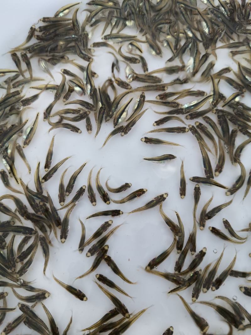 加州鲈苗，鲈鱼苗，已训化养殖，提供养殖技术，可包运输