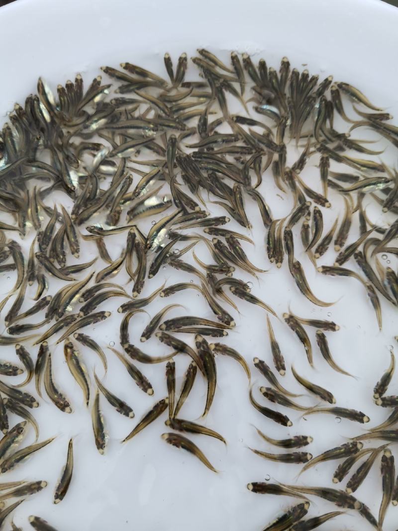 加州鲈苗，鲈鱼苗，已训化养殖，提供养殖技术，可包运输