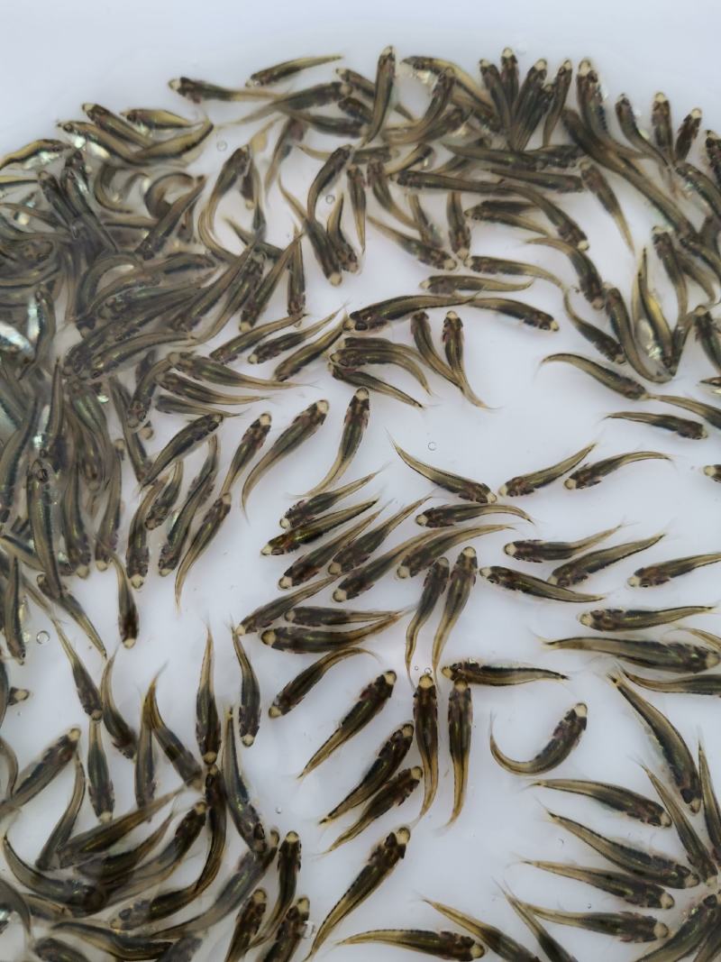 加州鲈苗，鲈鱼苗，已训化养殖，提供养殖技术，可包运输