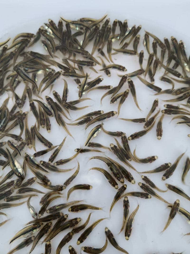 加州鲈苗，鲈鱼苗，已训化养殖，提供养殖技术，可包运输