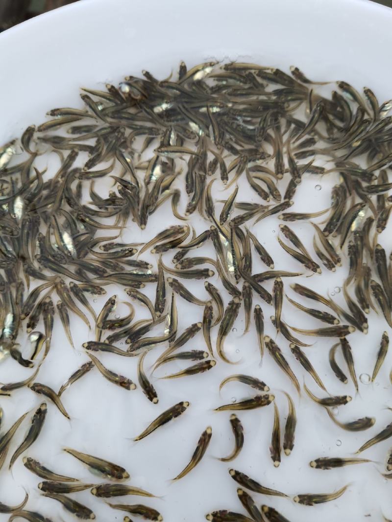 加州鲈苗，鲈鱼苗，已训化养殖，提供养殖技术，可包运输