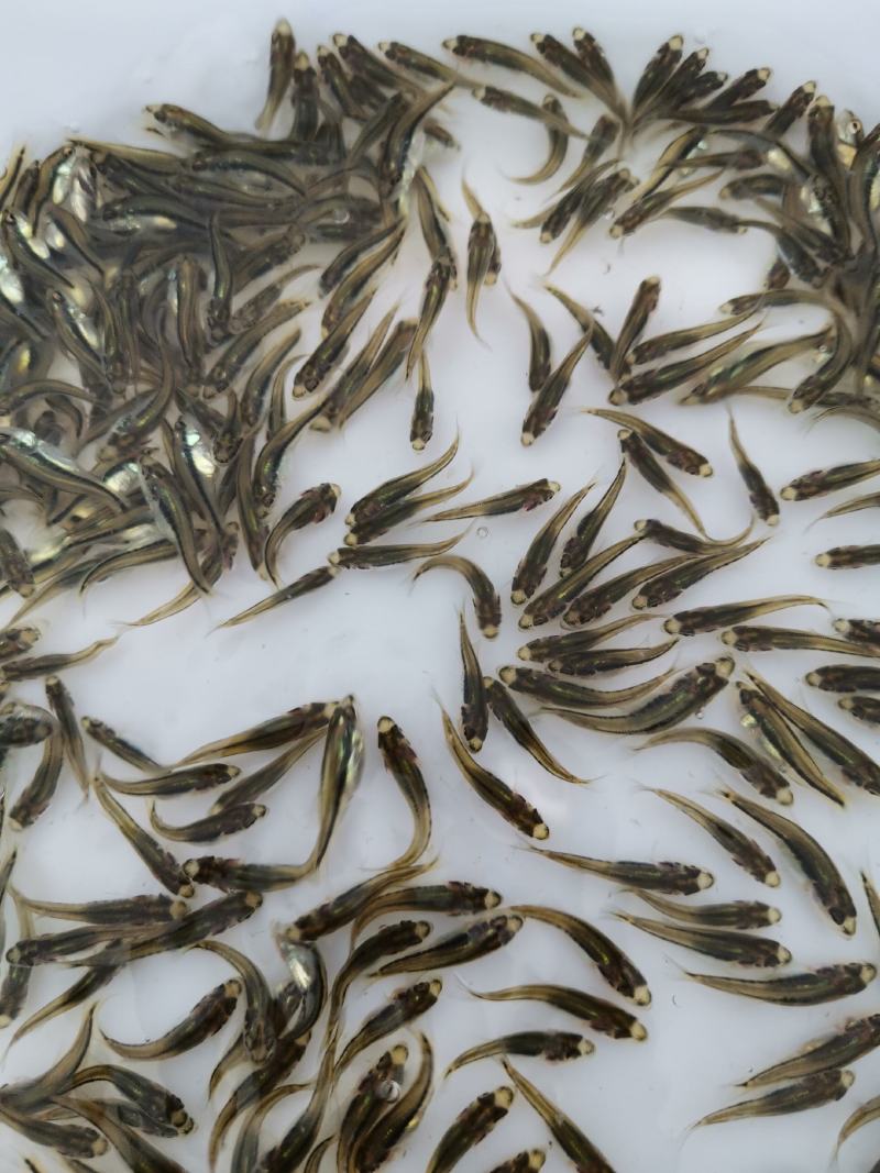 加州鲈苗，鲈鱼苗，已训化养殖，提供养殖技术，可包运输
