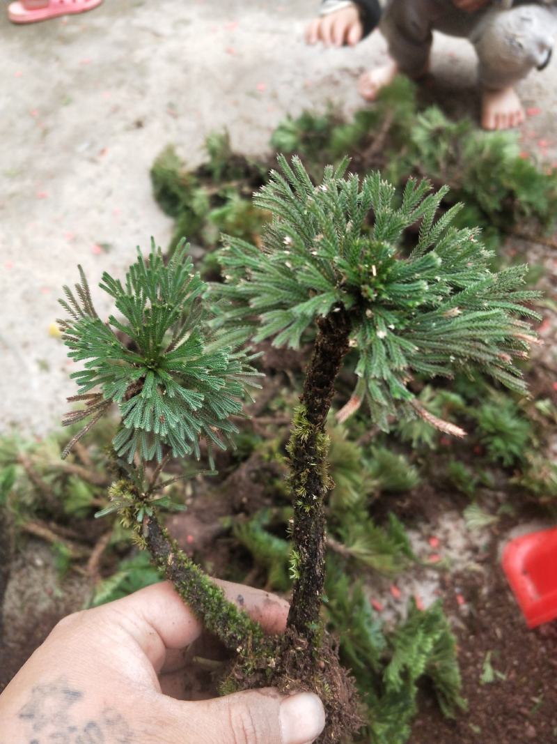 卷柏还魂草植物造景盆栽多杆精品带原土量大包邮