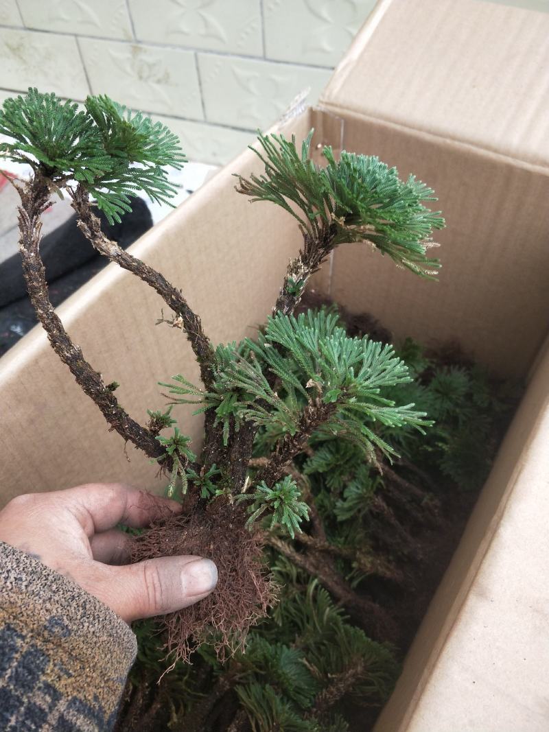 卷柏还魂草植物造景盆栽多杆精品带原土量大包邮