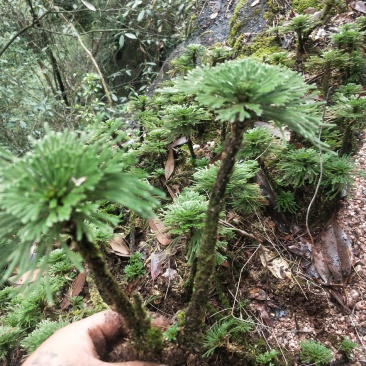 卷柏还魂草植物造景盆栽多杆精品带原土量大包邮