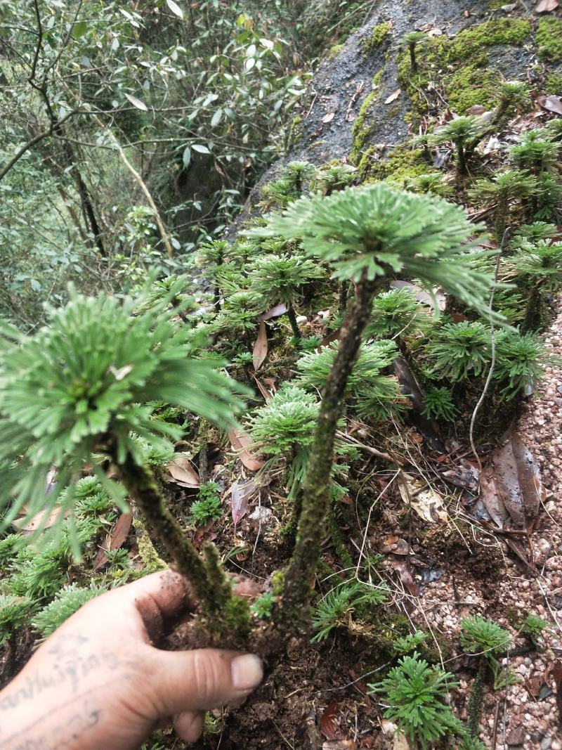 卷柏还魂草植物造景盆栽多杆精品带原土量大包邮