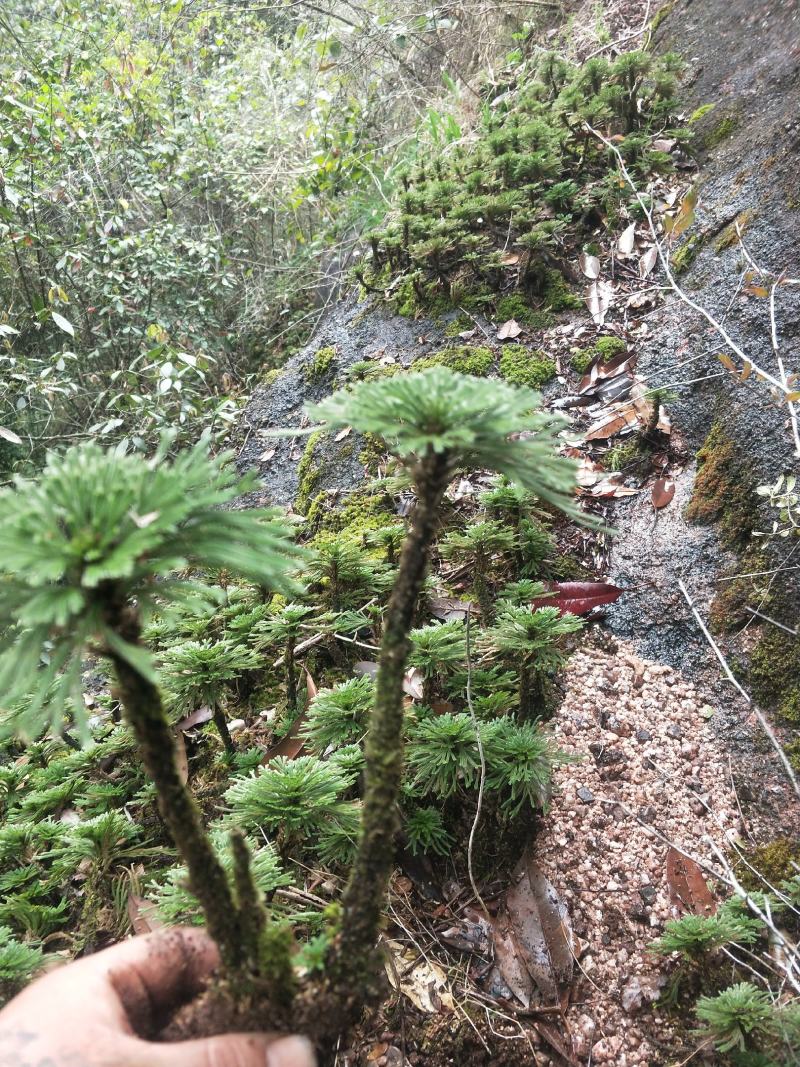 卷柏还魂草植物造景盆栽多杆精品带原土量大包邮