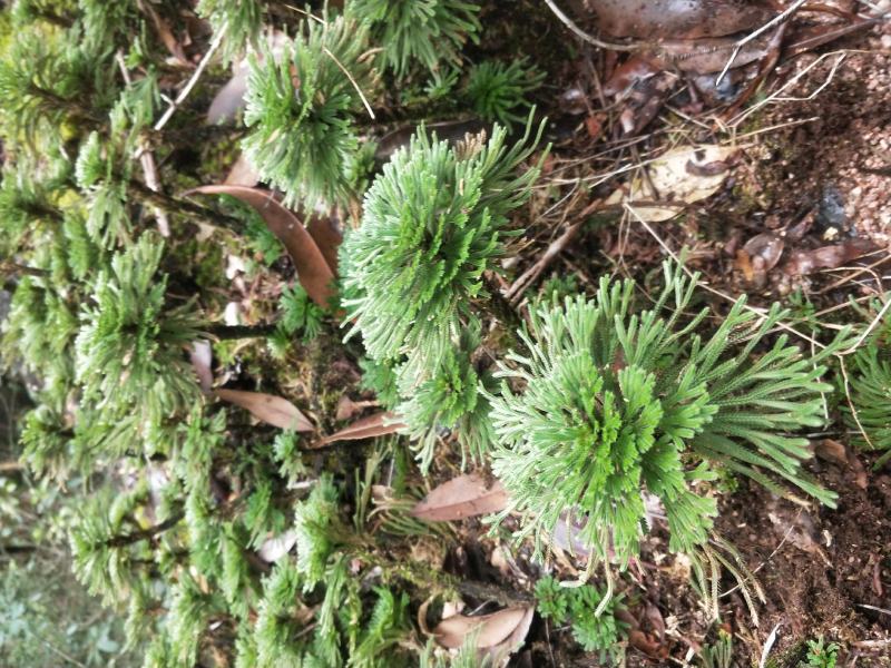 卷柏还魂草植物造景盆栽多杆精品带原土量大包邮