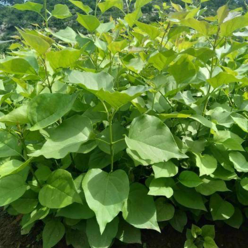 大叶丁香小苗当年苗紫丁香小苗二年墩工程苗
