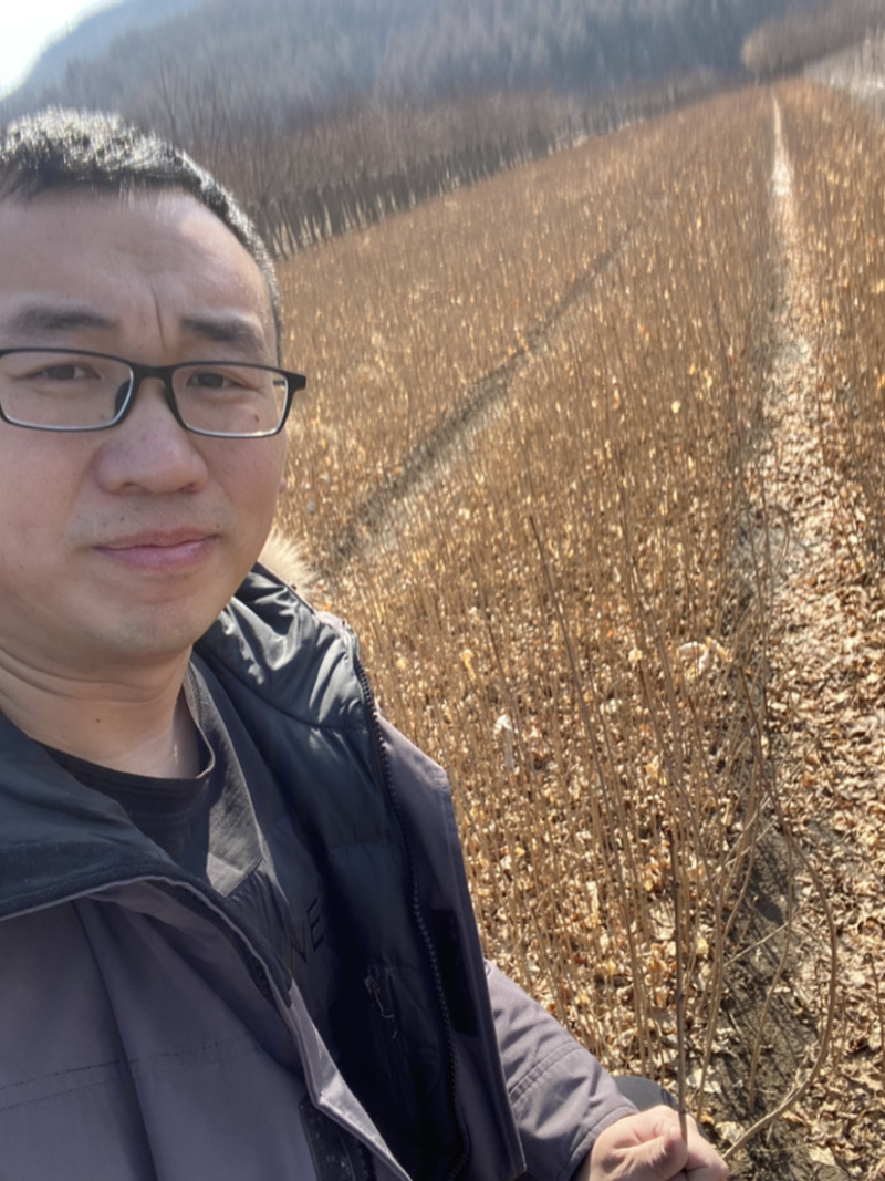 大叶丁香小苗当年苗紫丁香小苗二年墩工程苗