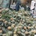 【热卖推荐】云南河口香水菠萝个大甜度高量大价优可供全国