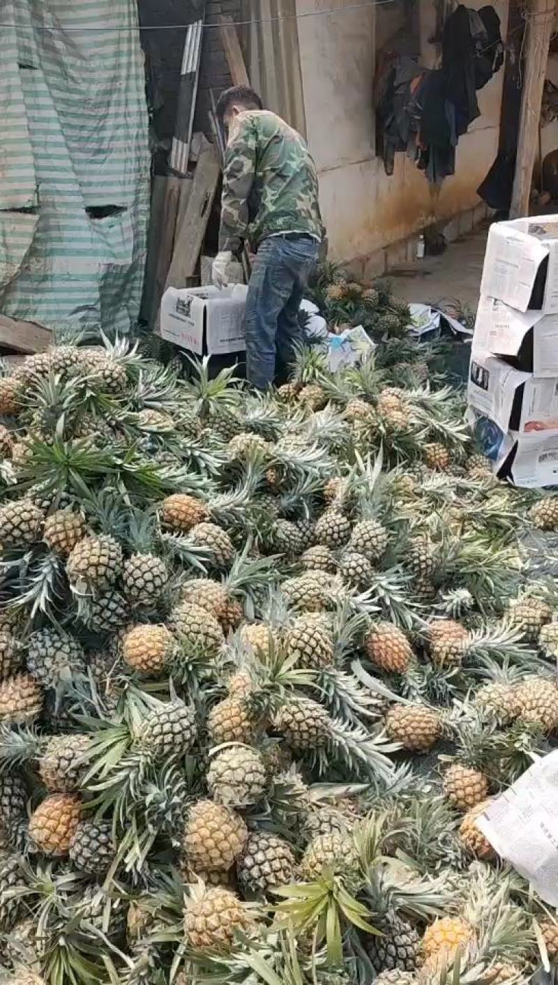 【热卖推荐】云南河口香水菠萝个大甜度高量大价优可供全国