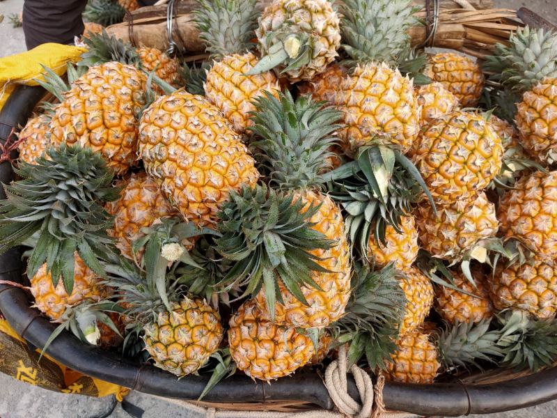 【热卖推荐】云南河口香水菠萝个大甜度高量大价优可供全国