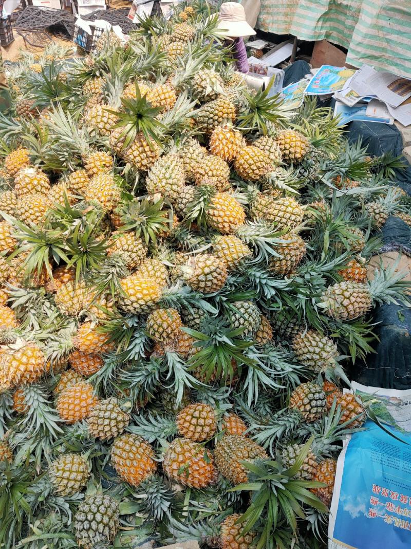 【热卖推荐】云南河口香水菠萝个大甜度高量大价优可供全国