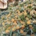【热卖推荐】云南河口香水菠萝个大甜度高量大价优可供全国