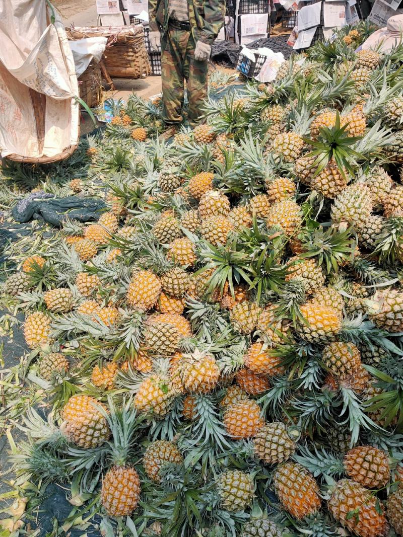 【热卖推荐】云南河口香水菠萝个大甜度高量大价优可供全国