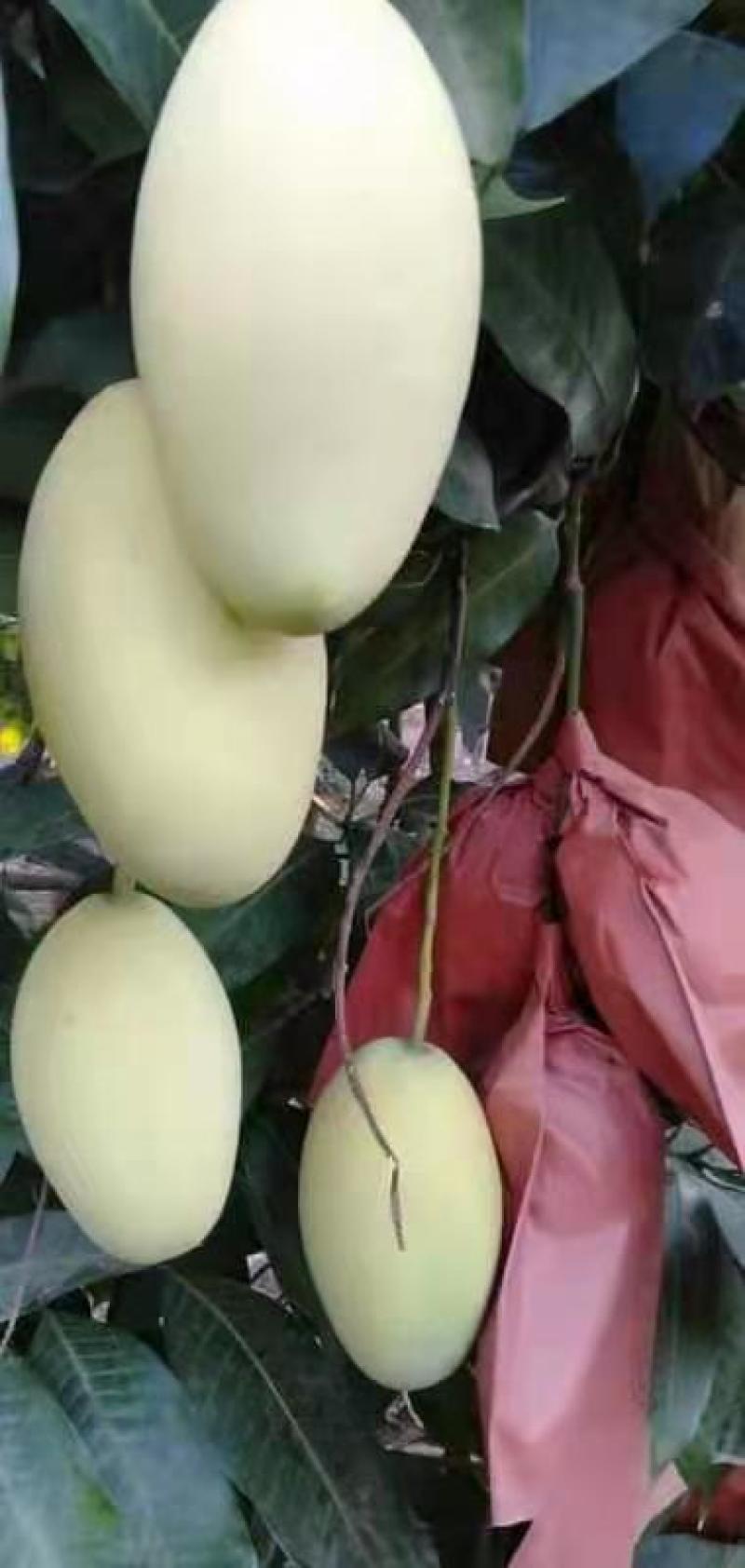 越南高乐蜜漂亮又好吃