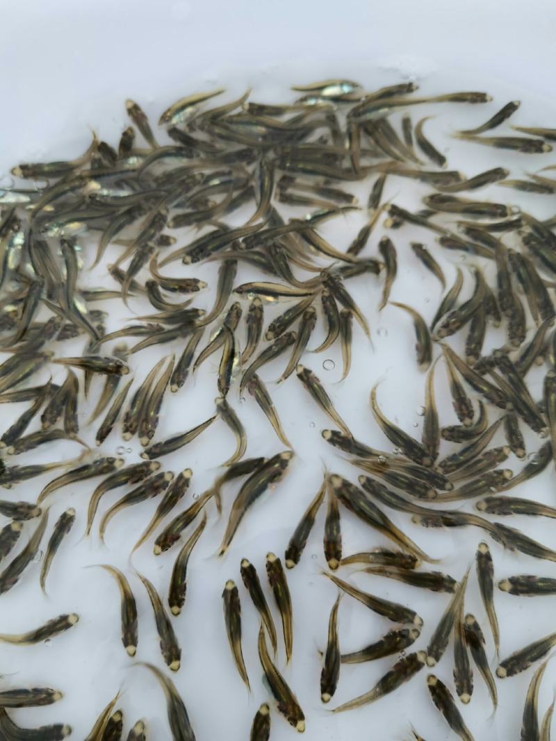 加州鲈鱼苗，鲈鱼苗，已训化养殖，提供养殖技术，包运输包成