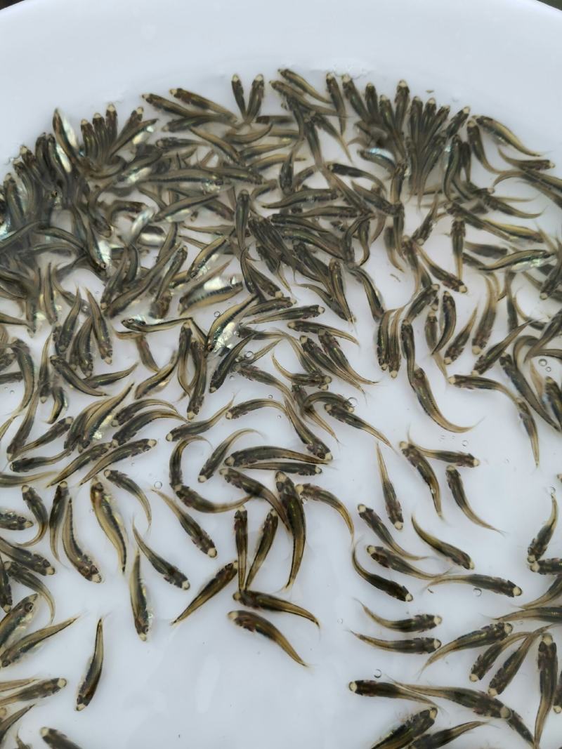 加州鲈鱼苗，鲈鱼苗，已训化养殖，提供养殖技术，包运输包成